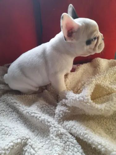 Lindos filhotes de bulldog francês 