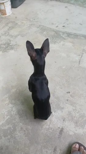 Pinscher 