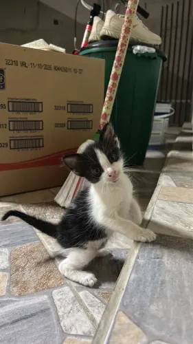 Gatinhas para adoção