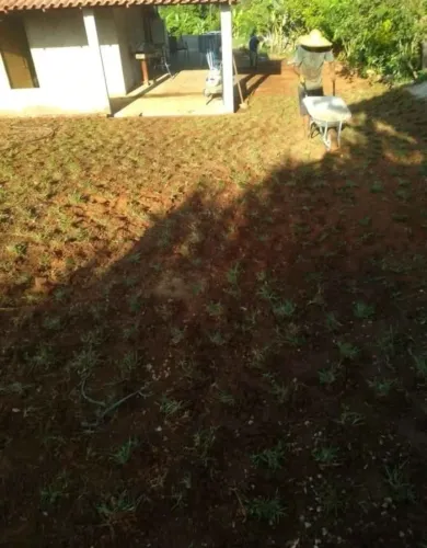 Grama São Carlos Verde Bonita e Fácil de Cuidar 