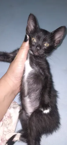 Doação de Gata Fêmea