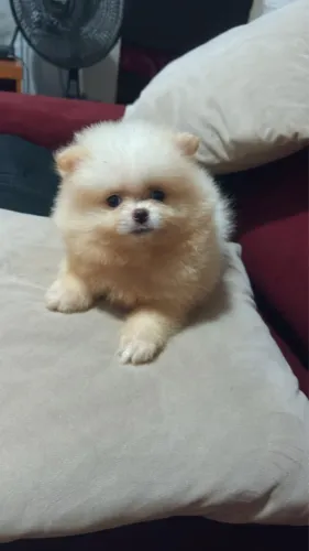 Spitz alemão macho 