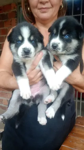 Filhotes de Husky com Rotwailler