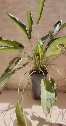 Planta Estrelicia 