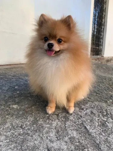 Vendo lulu da pomerania macho