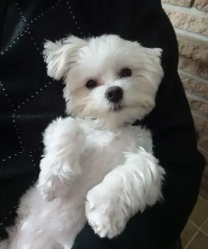 Maltês Cachorrinho pronto para encontrar seu novo lar