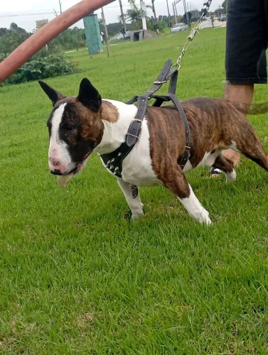 Bull terrier 