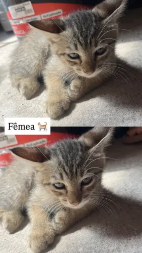 Gatinhos 