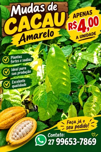 Mudas de cacau