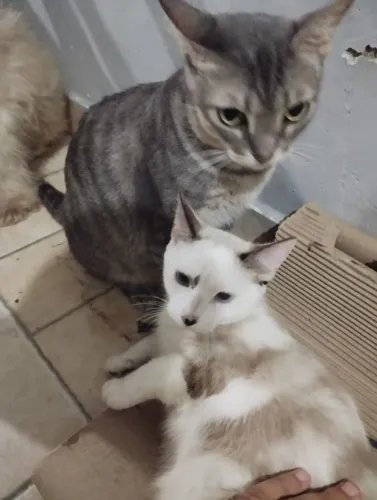 Doação de Gata Fêmea (filhote e mãe)