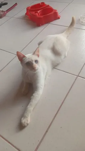 Doação Responsável Gato Castrado