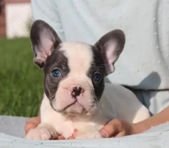 Bulldog Francês Filhotes Muito Afetuosos.