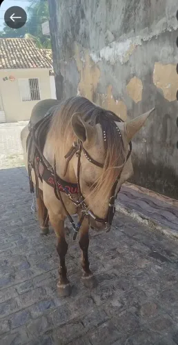 Égua nova avenda
