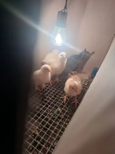 Pintinhos