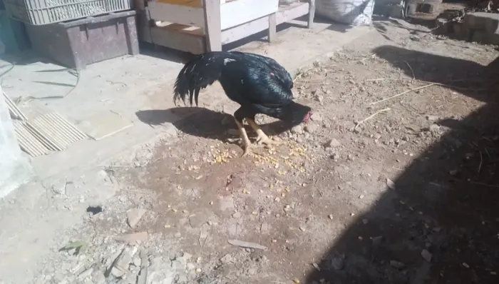 Galo indio preto