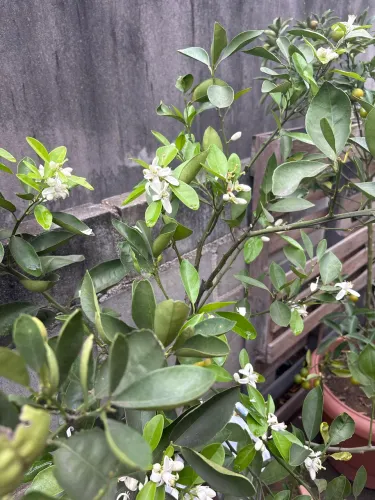 Frutíferas