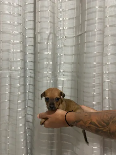 Pinscher