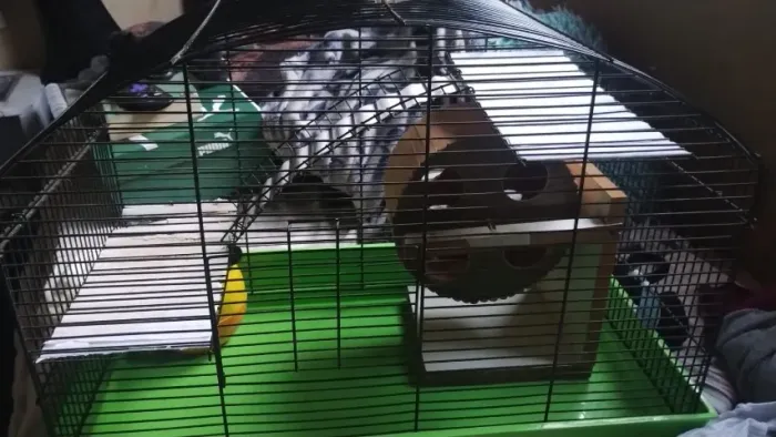 Gaiola gigante para roedores,gerbil,Twister,hamster, camundongo