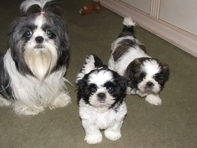 Filhotes de Shih Tzu | Pequeno no tempo, gigante no encanto