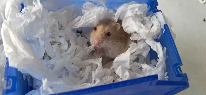 Filhotes de hamster femea