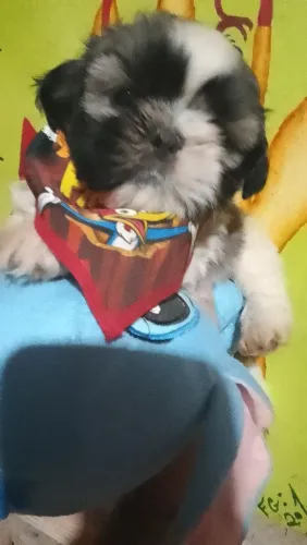 Cachorros pra vender