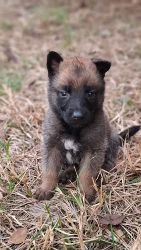 Filhotes Pastor Belga Malinois