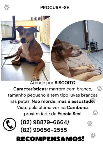 Procura- se cachorro