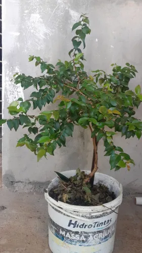 Pé de pitanga adulto