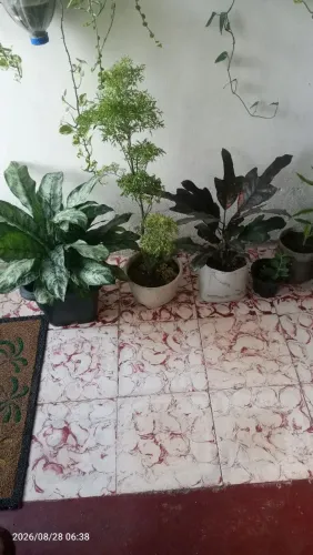 Vende-se plantas 