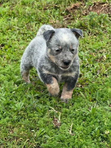 Boiadeiro Australiano - Blue Heeler