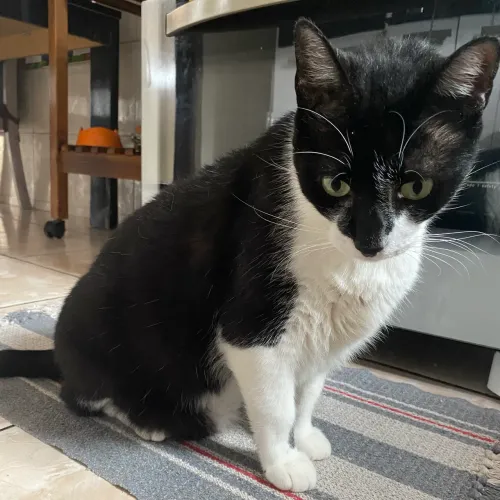 Doação de gatinho