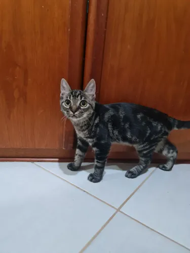Adoção responsável de filhote de gato