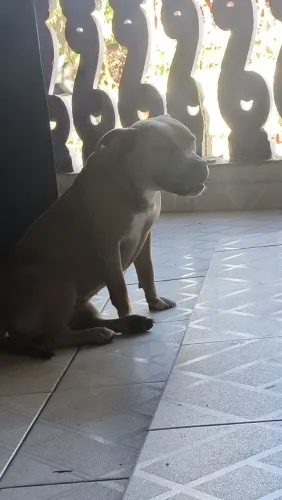 Doação fêmea 
