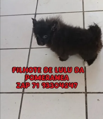 Negro lindo lulu da pomeranea com todas as vacinas filhote esplêndido 
