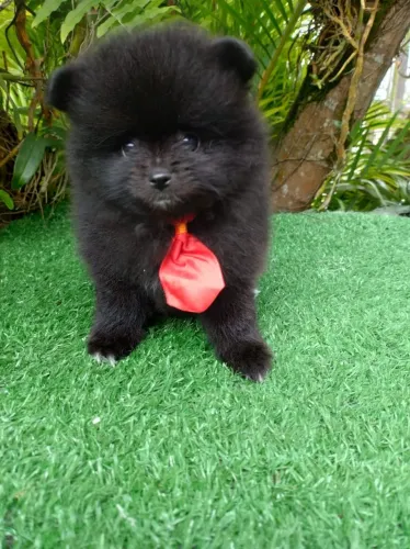 Lindo bebê macho de lulu
