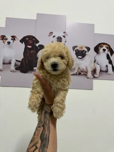 Poodle Toy Lindo Adestrados 
