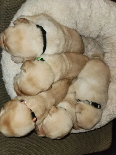 Filhotes de Golden Retriever | Carinho que nunca falta.