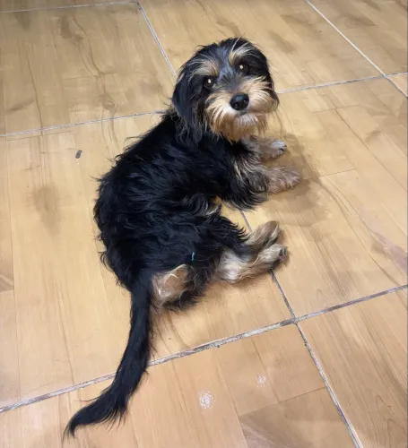 Cachorro Shitzu Macho Doação