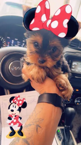 Yorkieshire FEMEA!! 