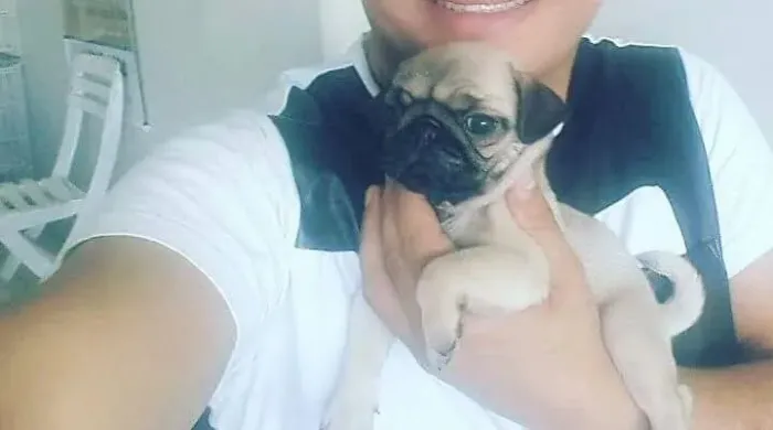 Pug fêmea disponível 