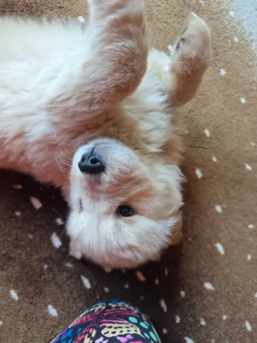 Filhotes de Golden Retriever | Um amigo cheio de doçura.