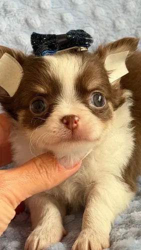 Chihuahua - Uma princesa branco e chocolate. Um amor garantido