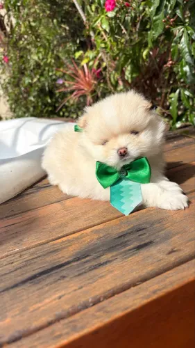Filhote Lulu da pomerania macho anão