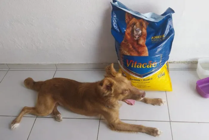 Doação de um pet