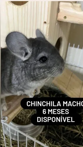 Chinchila macho 