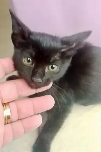 Gatinha mestiça pantera dos olhos cor de mel