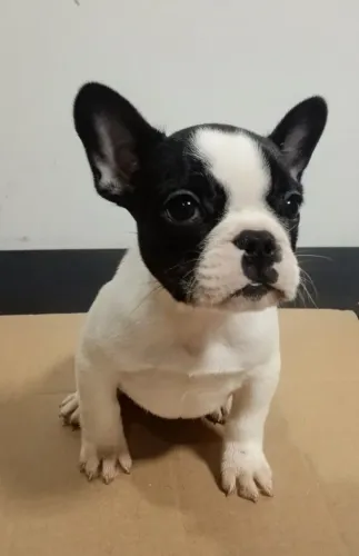 Bulldog francês 
