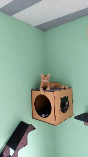 Filhotes adoção responsável