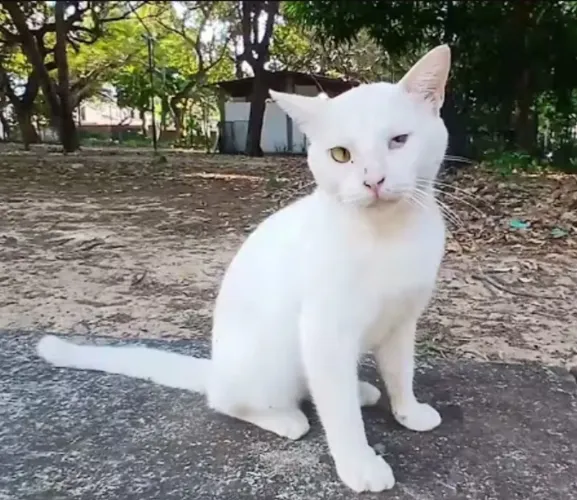 Gatinho fofo precisando de um lar
