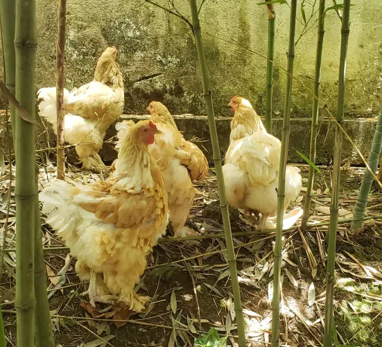 Ovos de galinha Brahma Lemon 